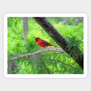 Red Bird Sticker